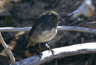  Stewart Island Robin